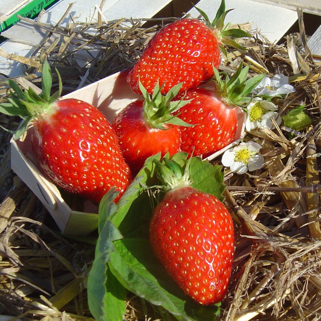 Morangueiro Gariguette não remontante