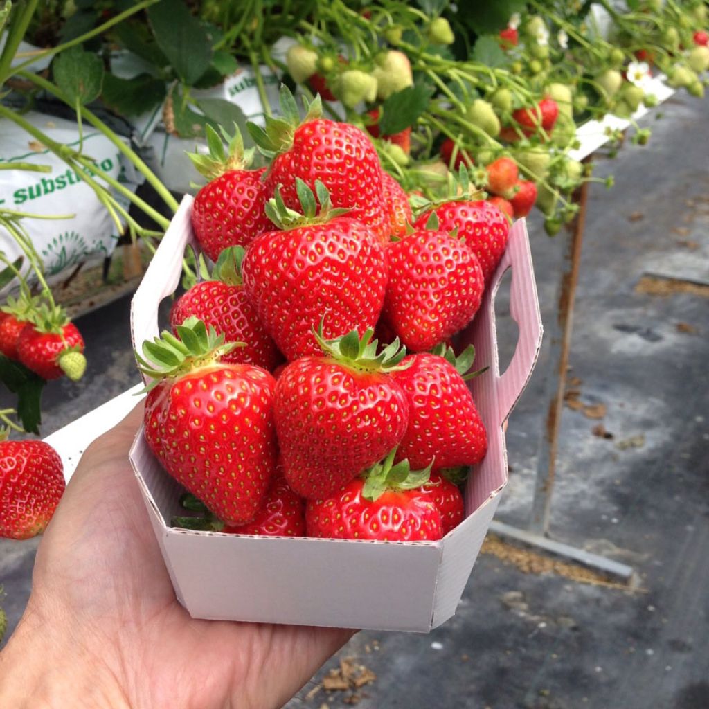 Morangueiro Magnum COV Marionnet 97 não remontante