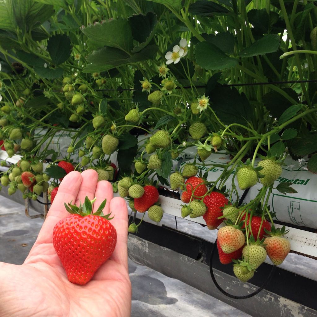 Morangueiro Magnum COV Marionnet 97 não remontante