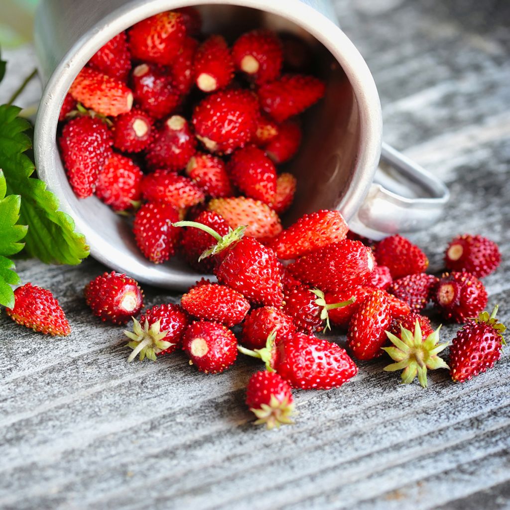 Morangueiro Four Seasons - Morango Silvestre