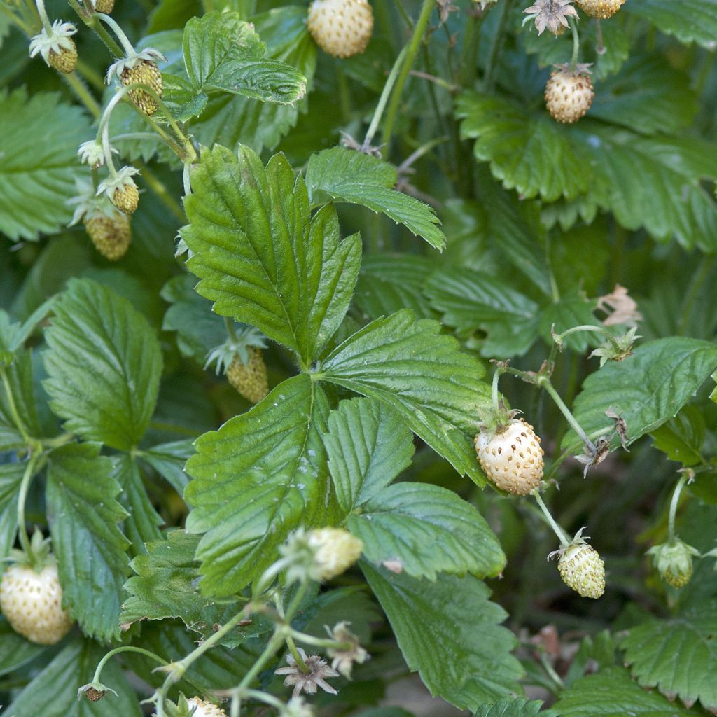 Morangueiro Silvestre Yellow Wonder sementes