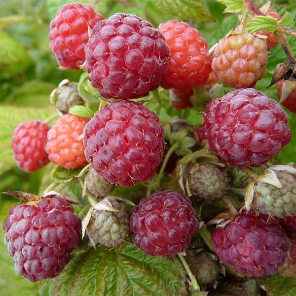 Framboeseiro Blissy / Autumn Bliss (remontante) Bio - Rubus idaeus