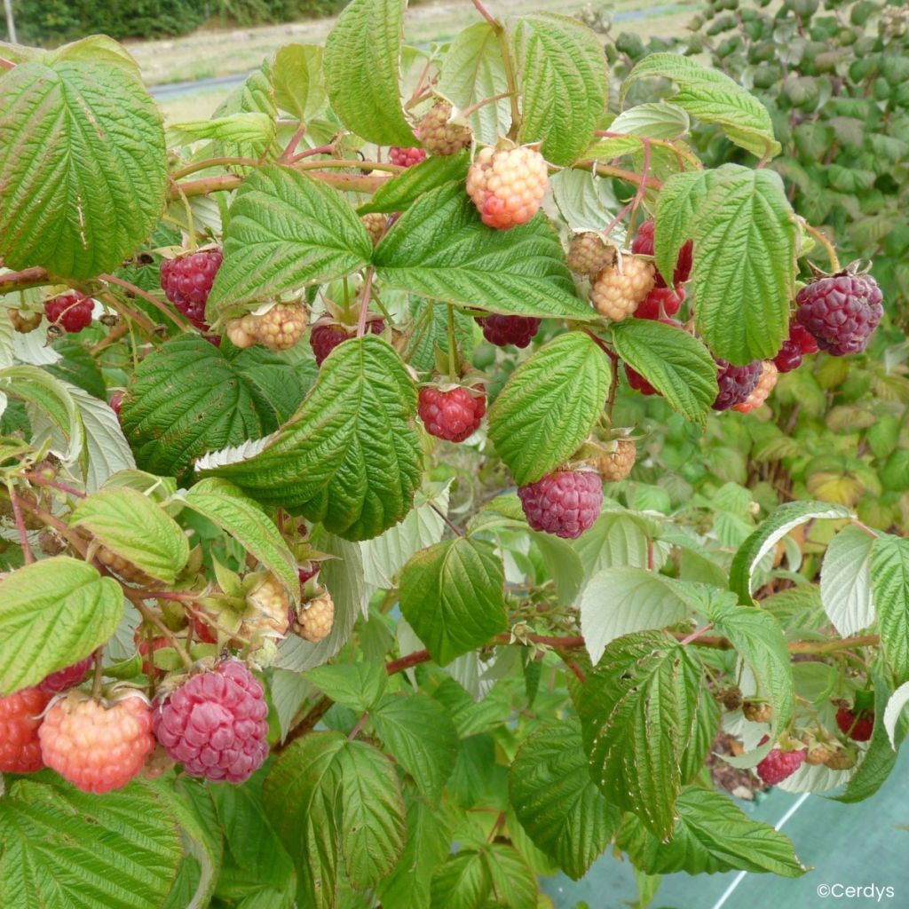 Framboeseiro Carmen Love remontante - Rubus idaeus