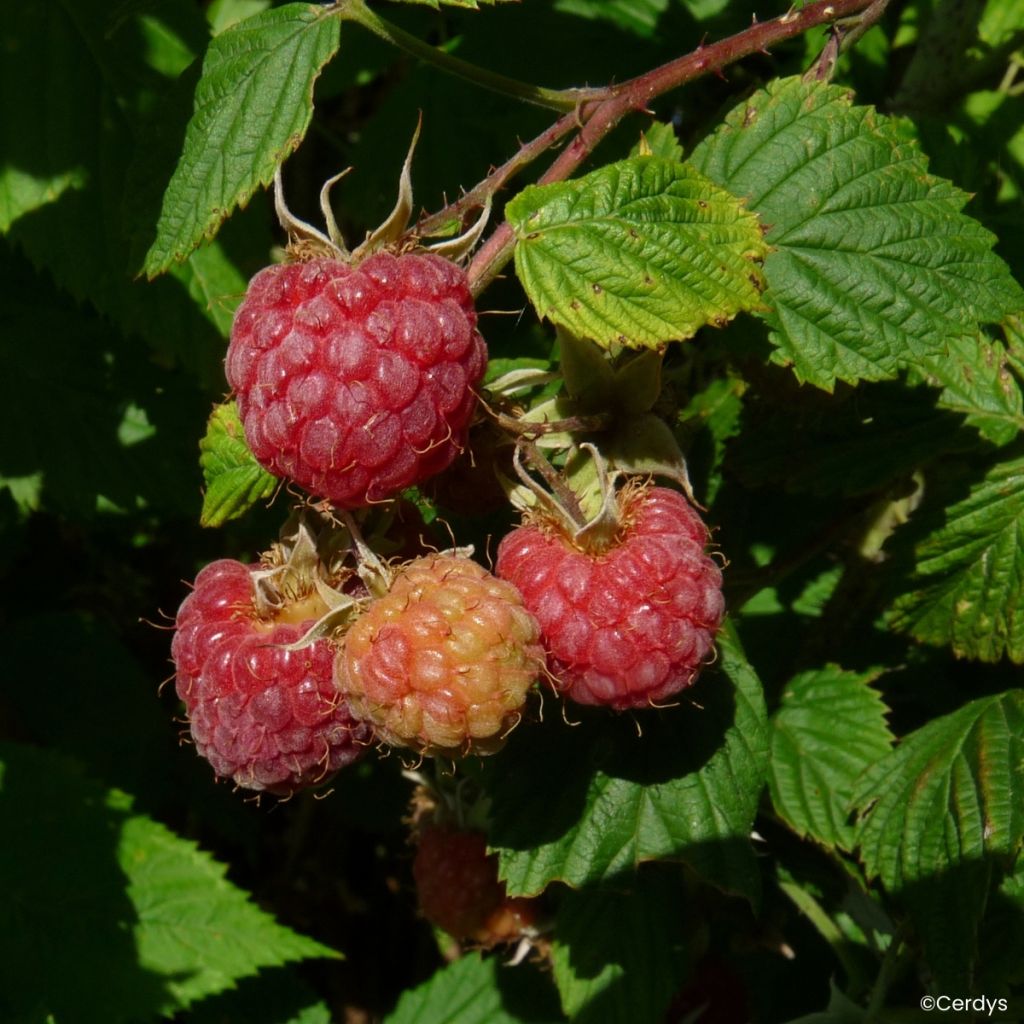 Framboeseiro Lulu la Sucrée não remontante - Rubus idaeus