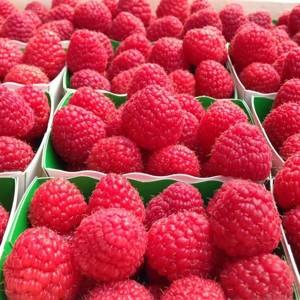 Framboeseiro Paris remontante - Rubus idaeus