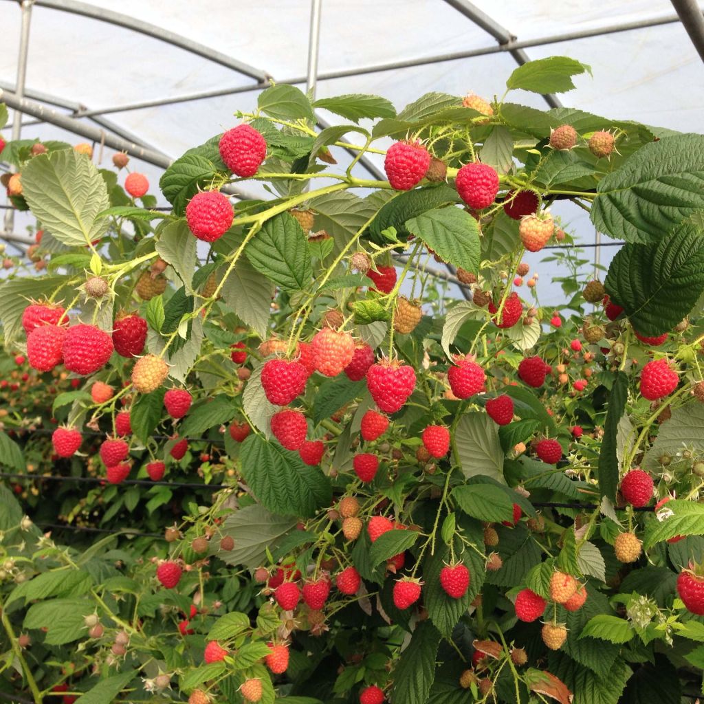 Framboeseiro Paris remontante - Rubus idaeus
