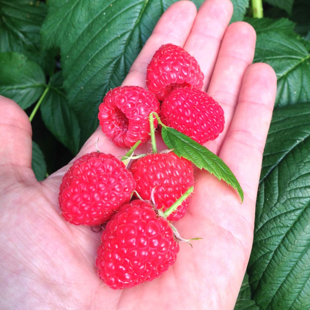 Framboeseiro Paris remontante - Rubus idaeus