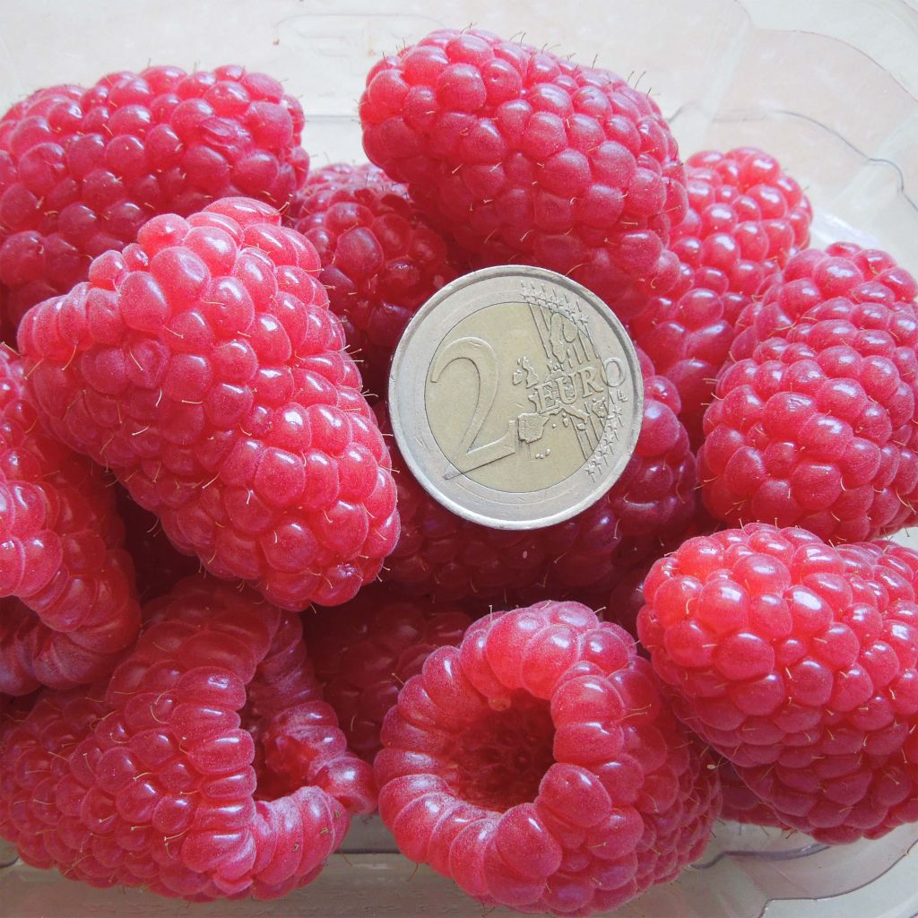 Framboeseiro Versailles remontante - Rubus idaeus