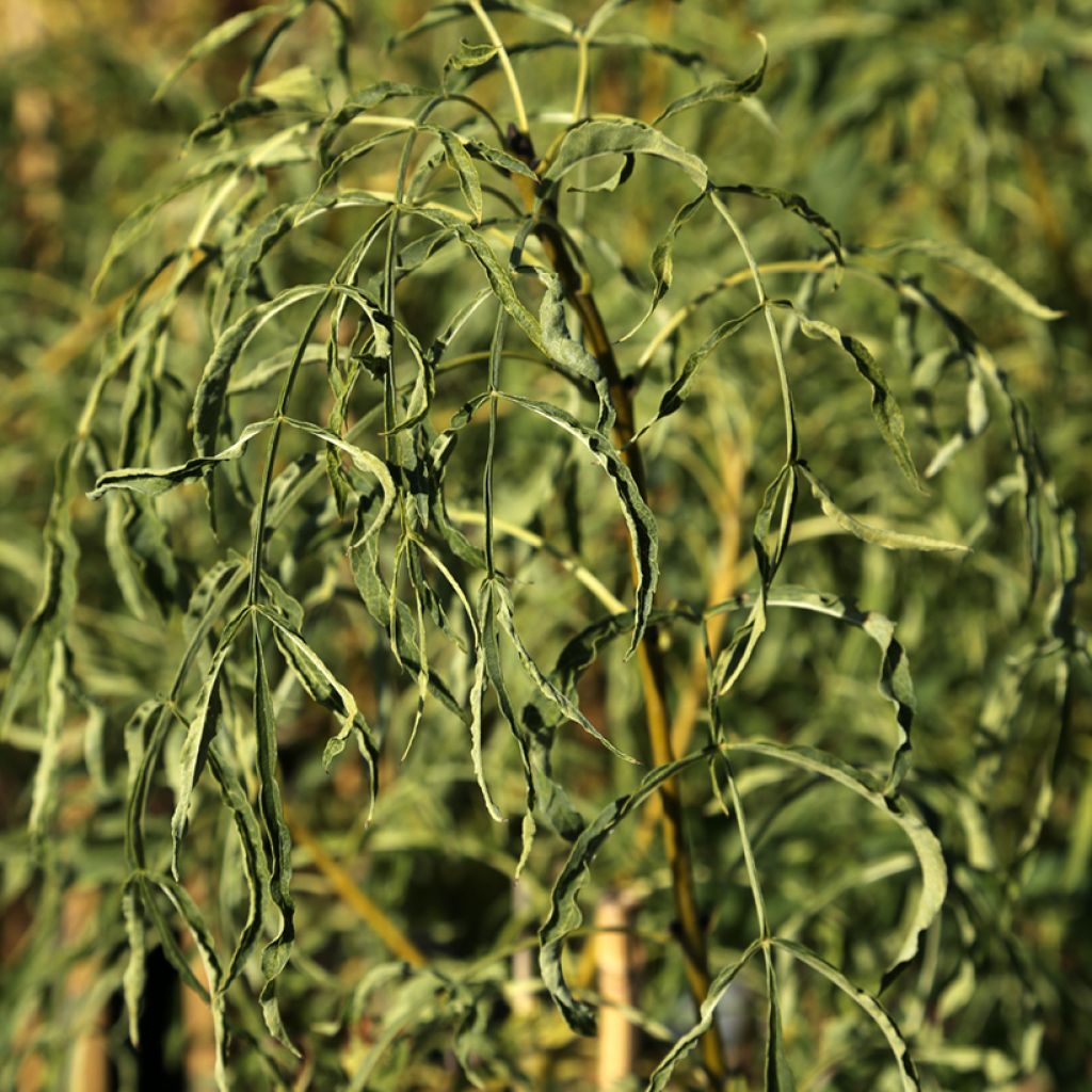 Freixo-europeu Aarsee - Fraxinus excelsior