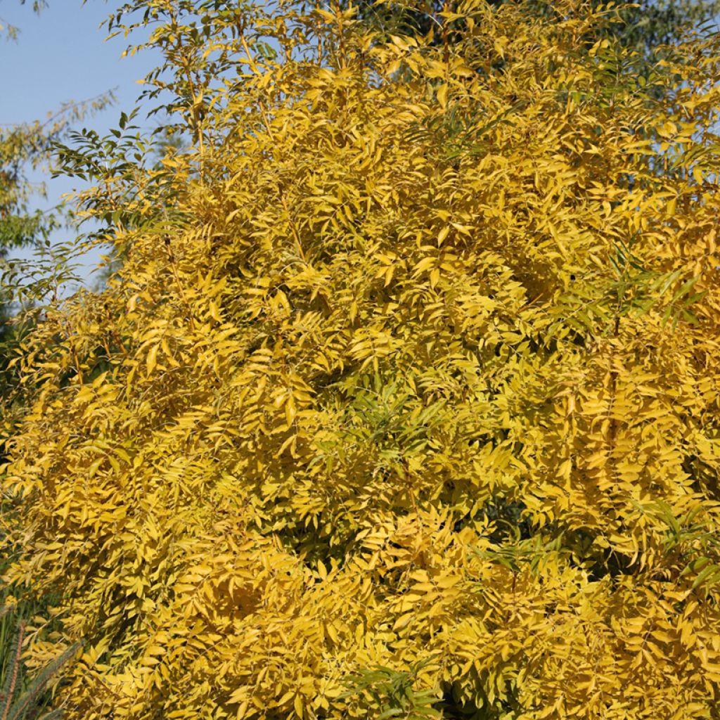 Freixo-europeu Allgold - Fraxinus excelsior
