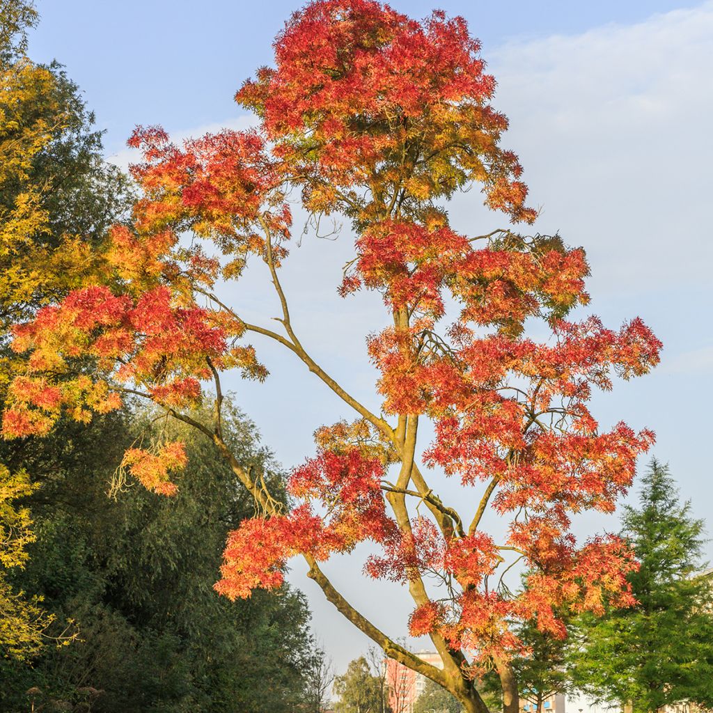 Freixo Raywood - Fraxinus angustifolia