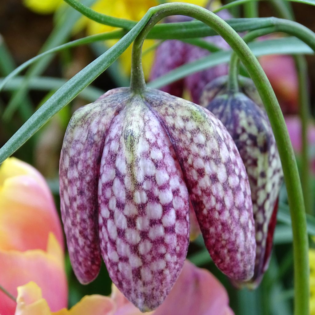 Fritillaria meleagris - Fritilária-xadrez