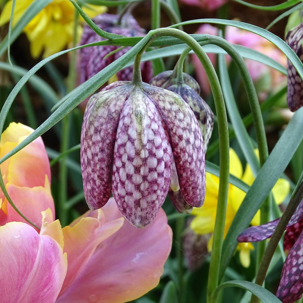 Fritillaria meleagris - Fritilária-xadrez