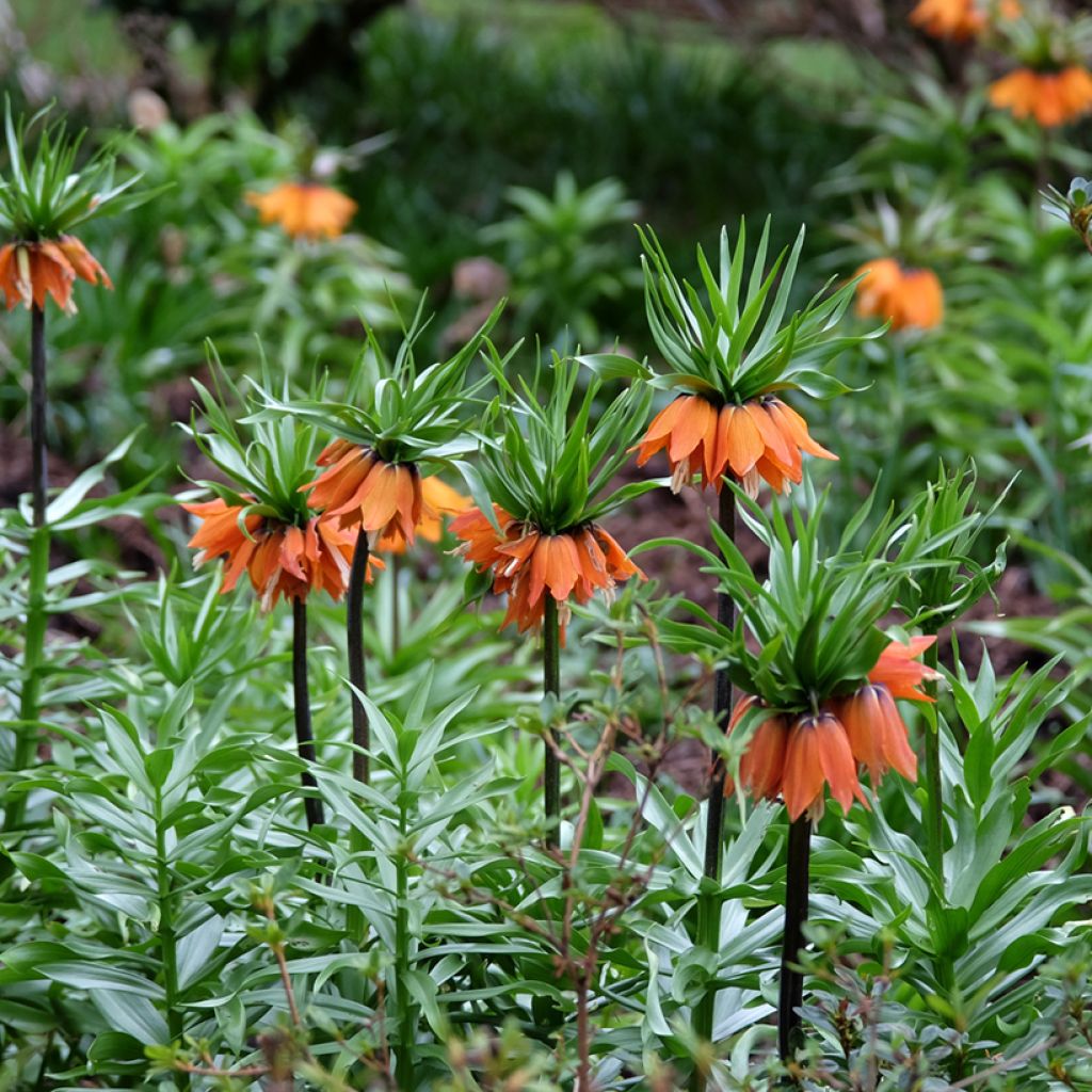 Fritillaria imperialis Sunset - Coroa-imperial