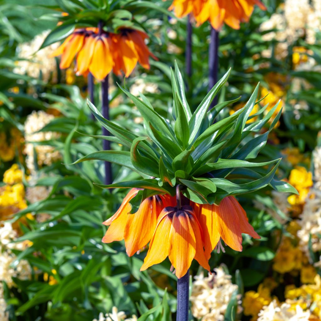 Fritillaria imperialis Sunset - Coroa-imperial