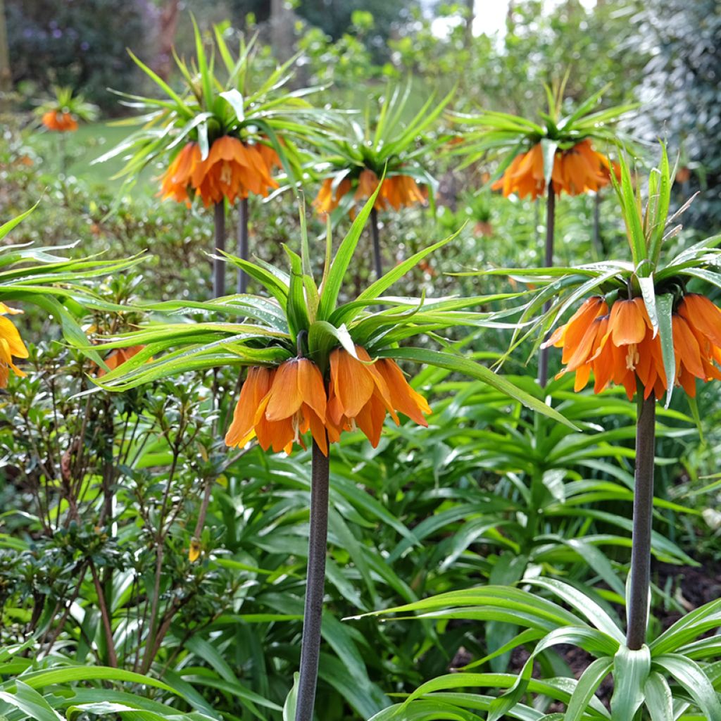 Fritillaria imperialis Sunset - Coroa-imperial