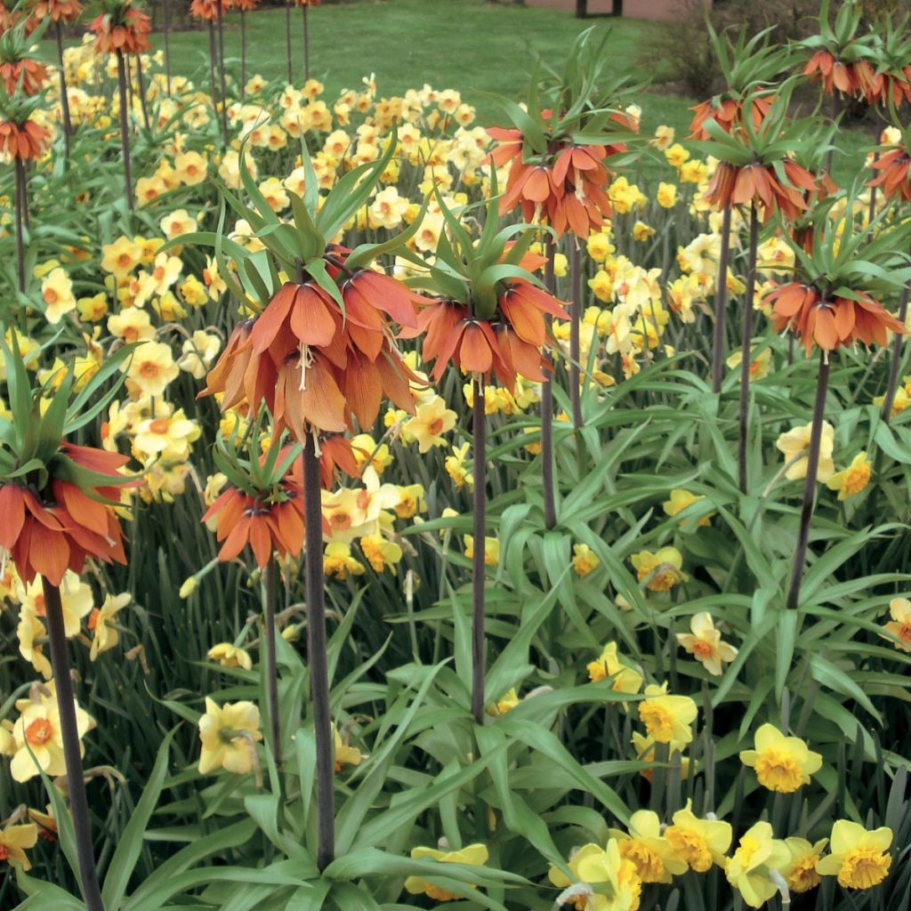 Fritillaria imperialis Orange Beauty - Coroa-imperial