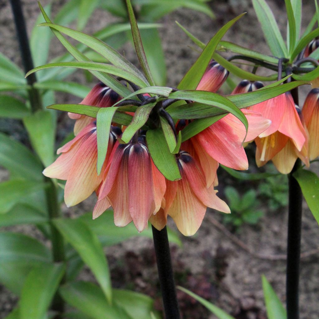 Fritillaria imperialis Orange Beauty - Coroa-imperial