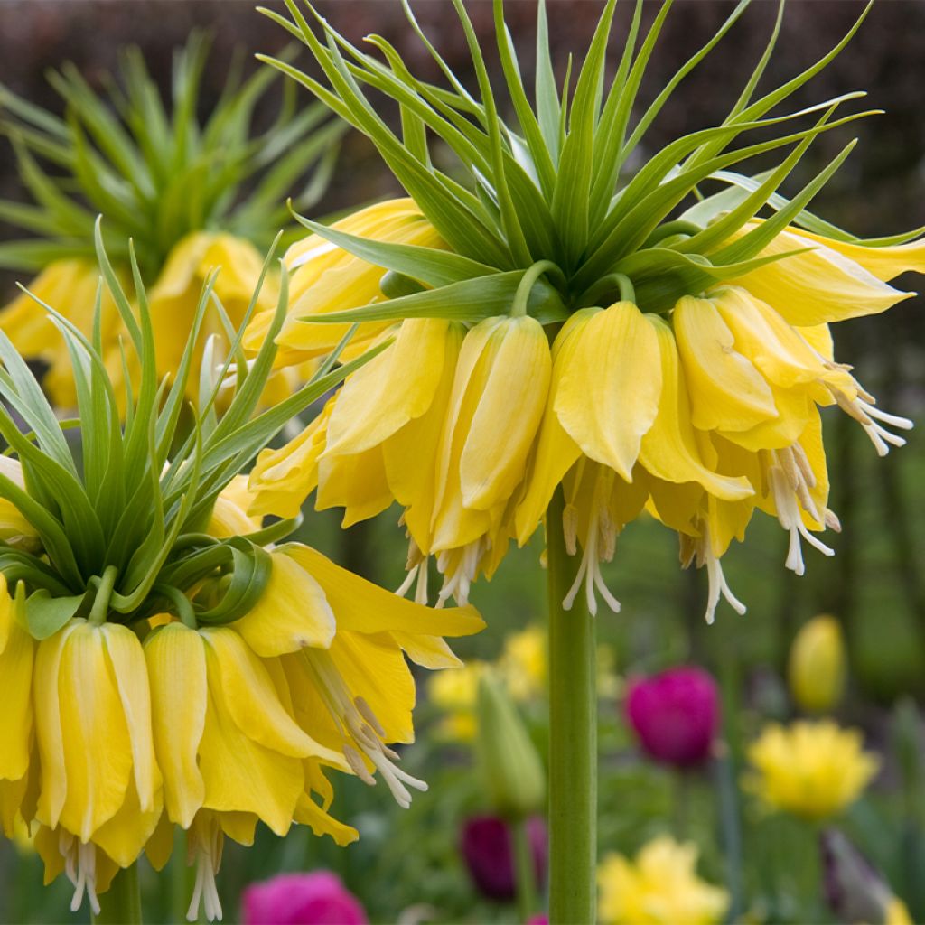 Fritillaria imperialis Lutea - Coroa-imperial