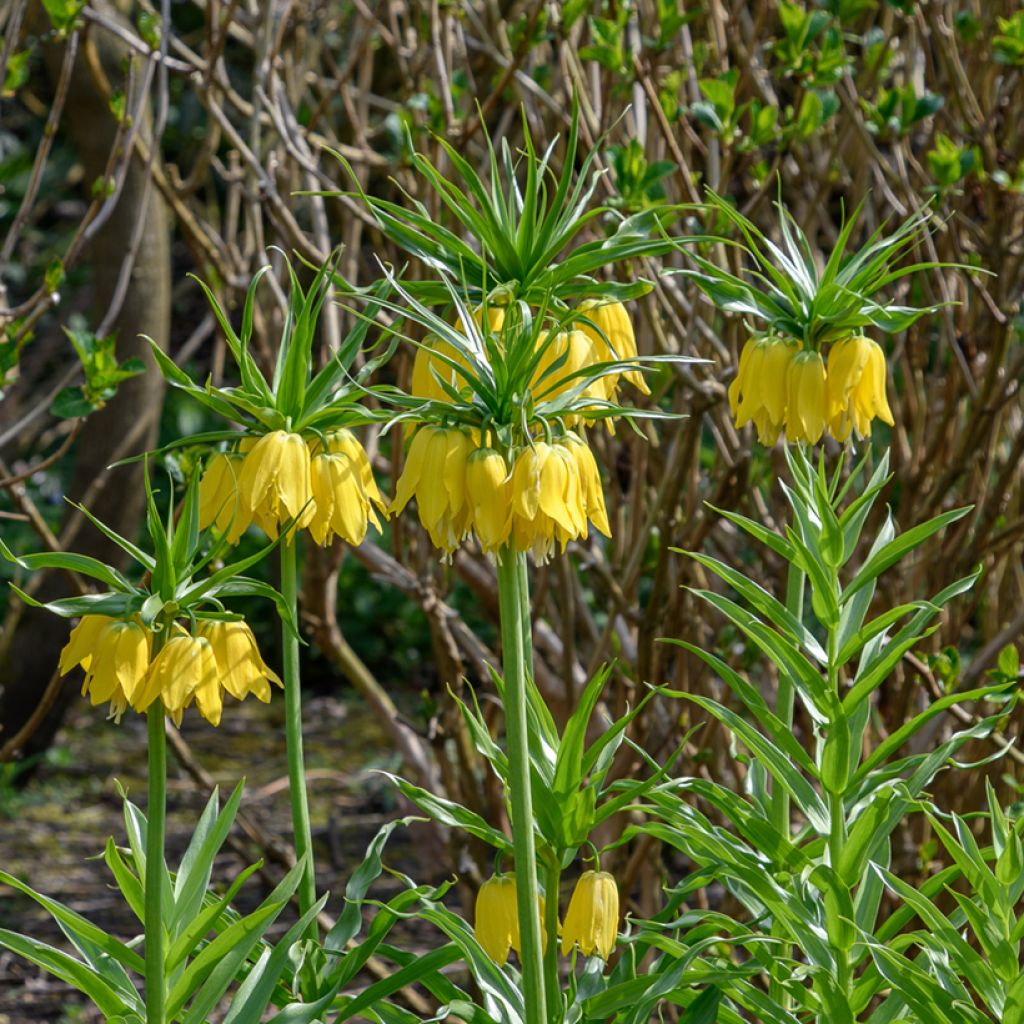 Fritillaria imperialis Lutea - Coroa-imperial