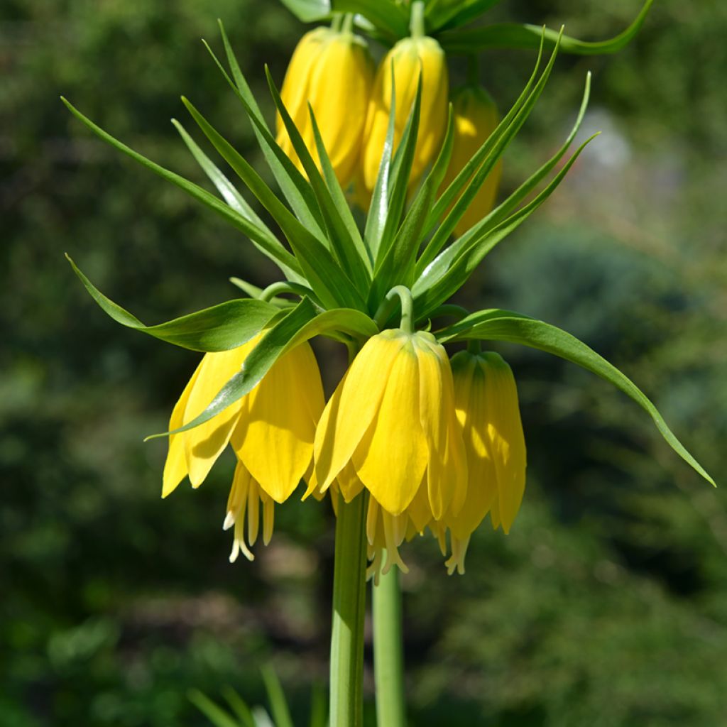 Fritillaria imperialis Lutea - Coroa-imperial