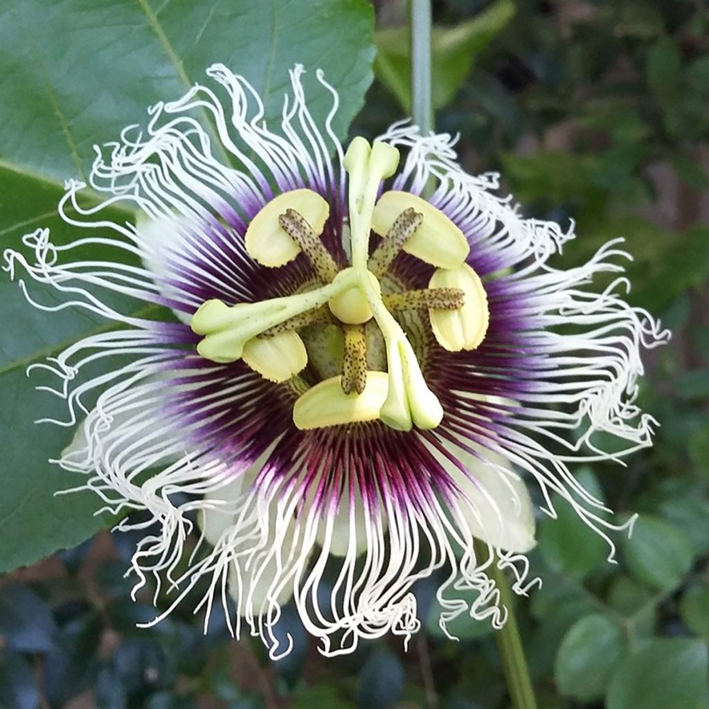 Passiflora edulis f. flavicarpa