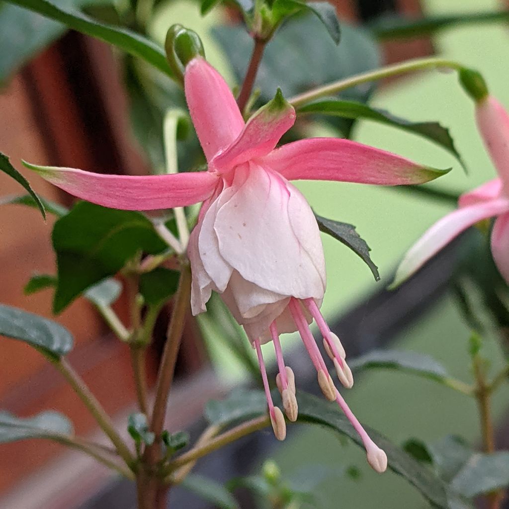 Fúcsia Summermelody Sunantonio Pink-White