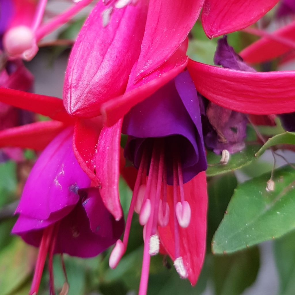 Fúcsia Summermelody Sunlope Magenta-Purple