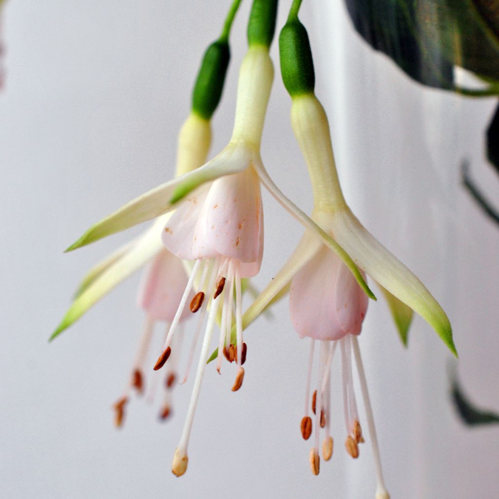 Fúcsia magellanica Hawkshead