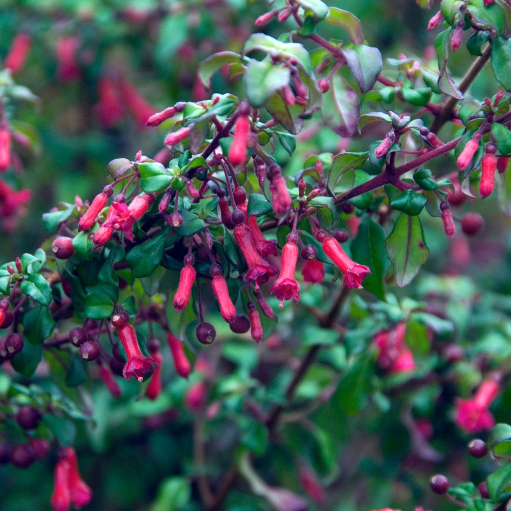 Fuchsia microphylla subsp. hemschleiana