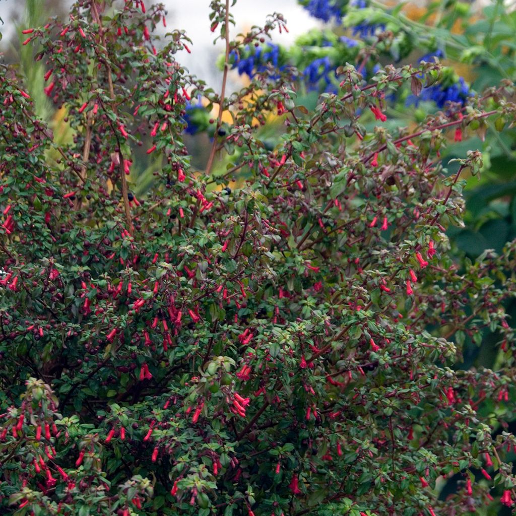 Fuchsia microphylla subsp. hemschleiana