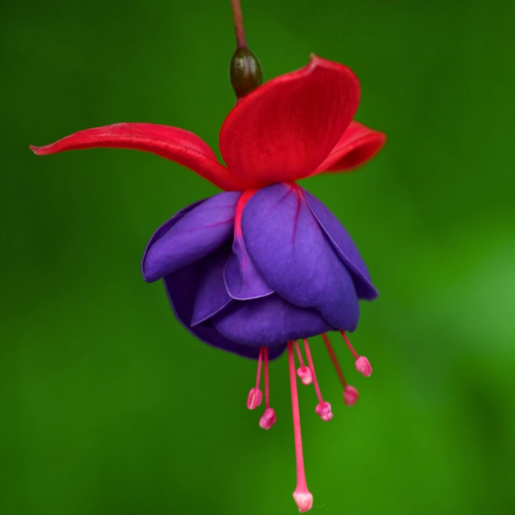 Fúcsia Jollies Nantes