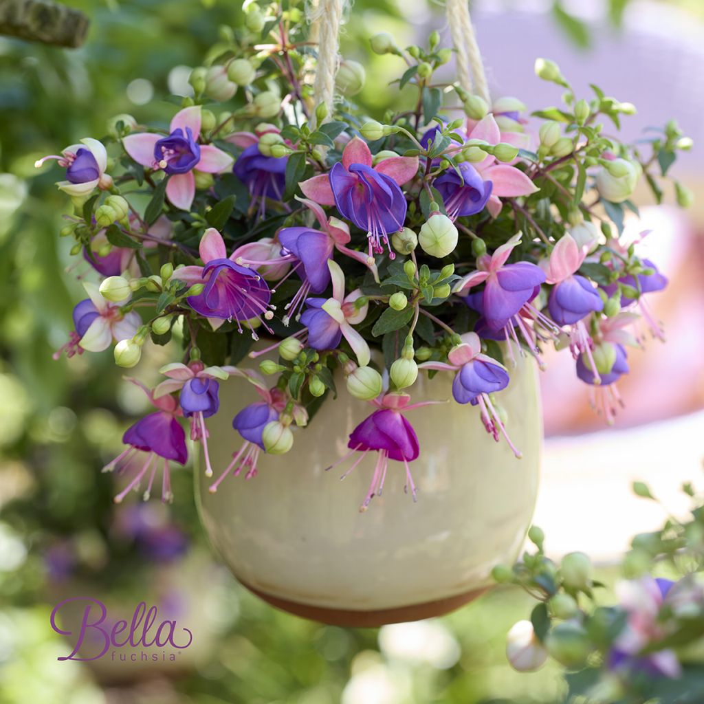 Brinco-de-princesa Bella Diana