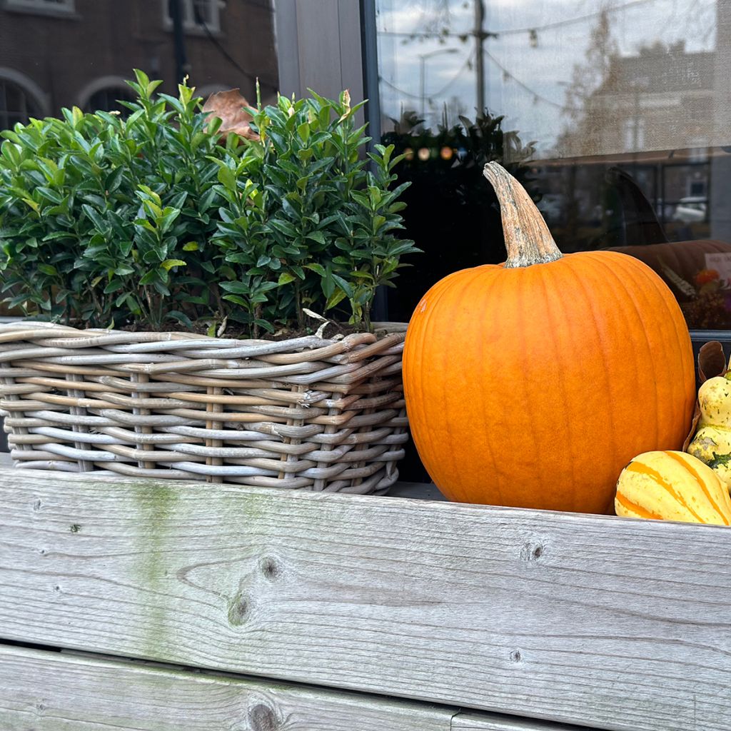 Evónimo do Japão Green Spire