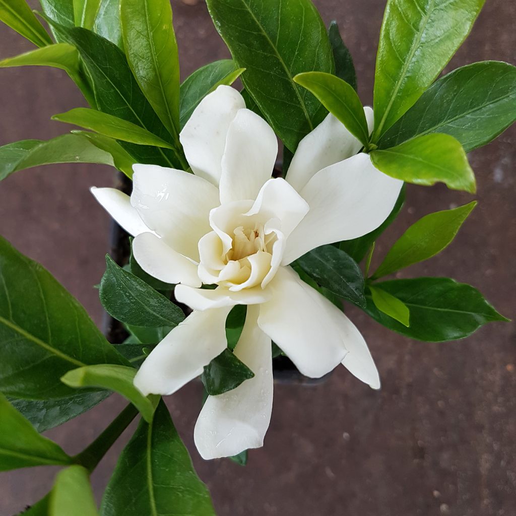 Gardénia jasminoides Celestial Star