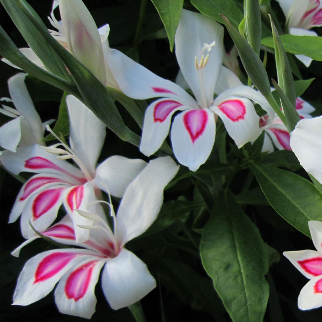 Gladíolo Prins Claus