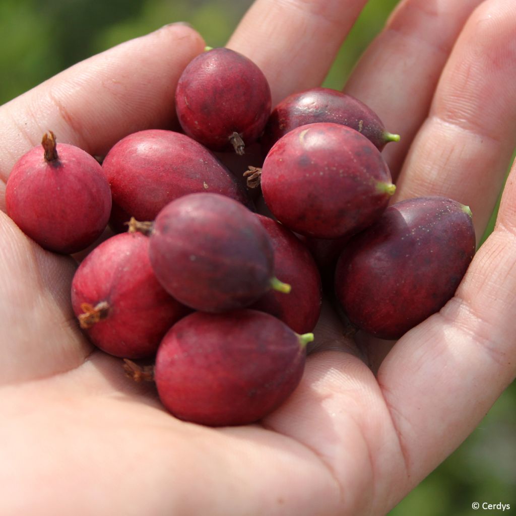 Groselheira-espinhosa Easycrisp Mme Sansouci - Ribes uva-crispa