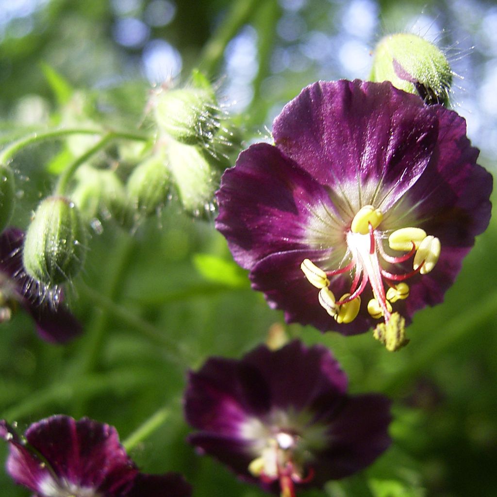 Geranium phaeum Samobor