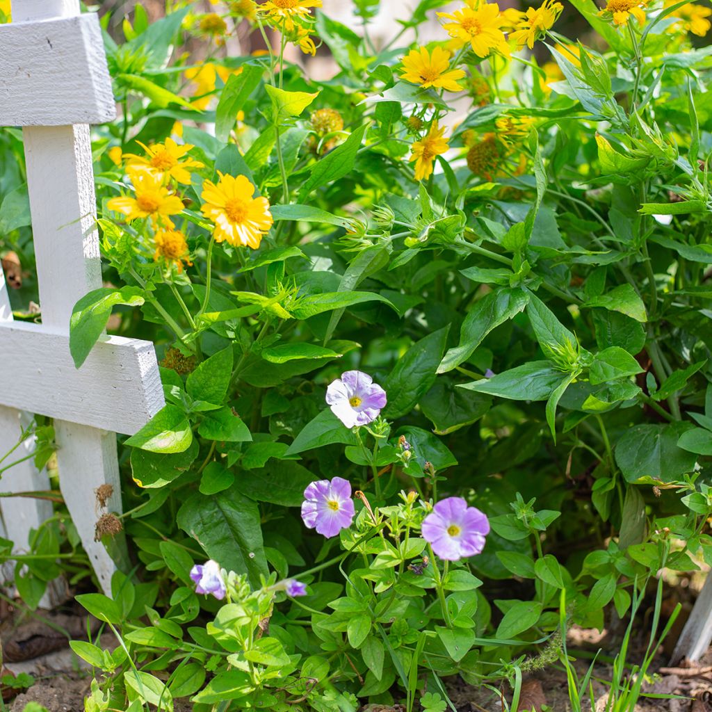 Gailárdia aristata Maxima Aurea (Chloe)