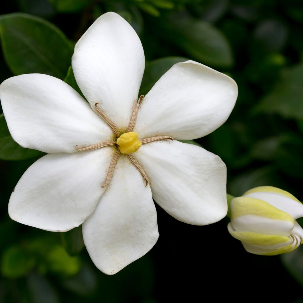 Gardenia jasminoides Kleim's Hardy