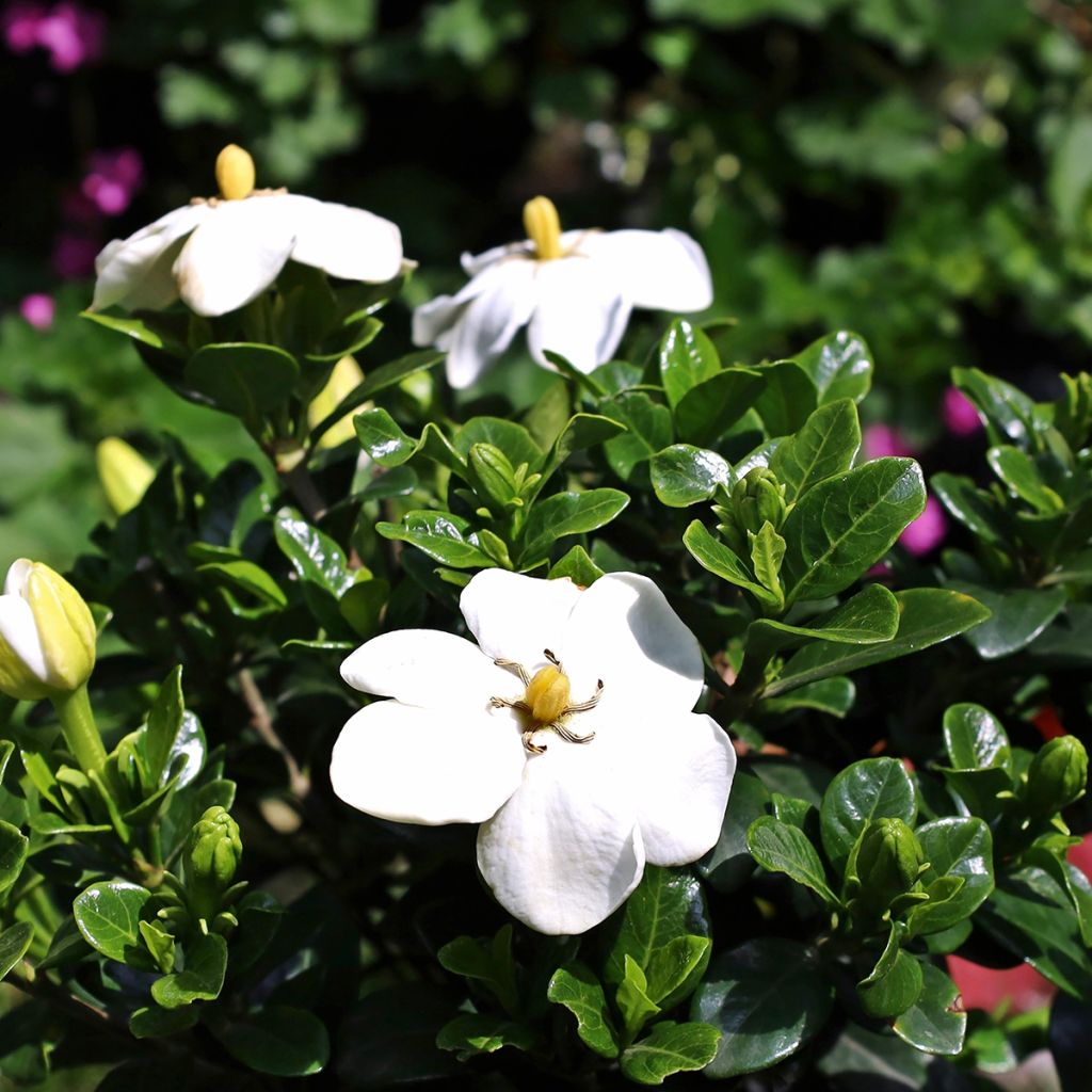 Gardenia jasminoides Kleim's Hardy