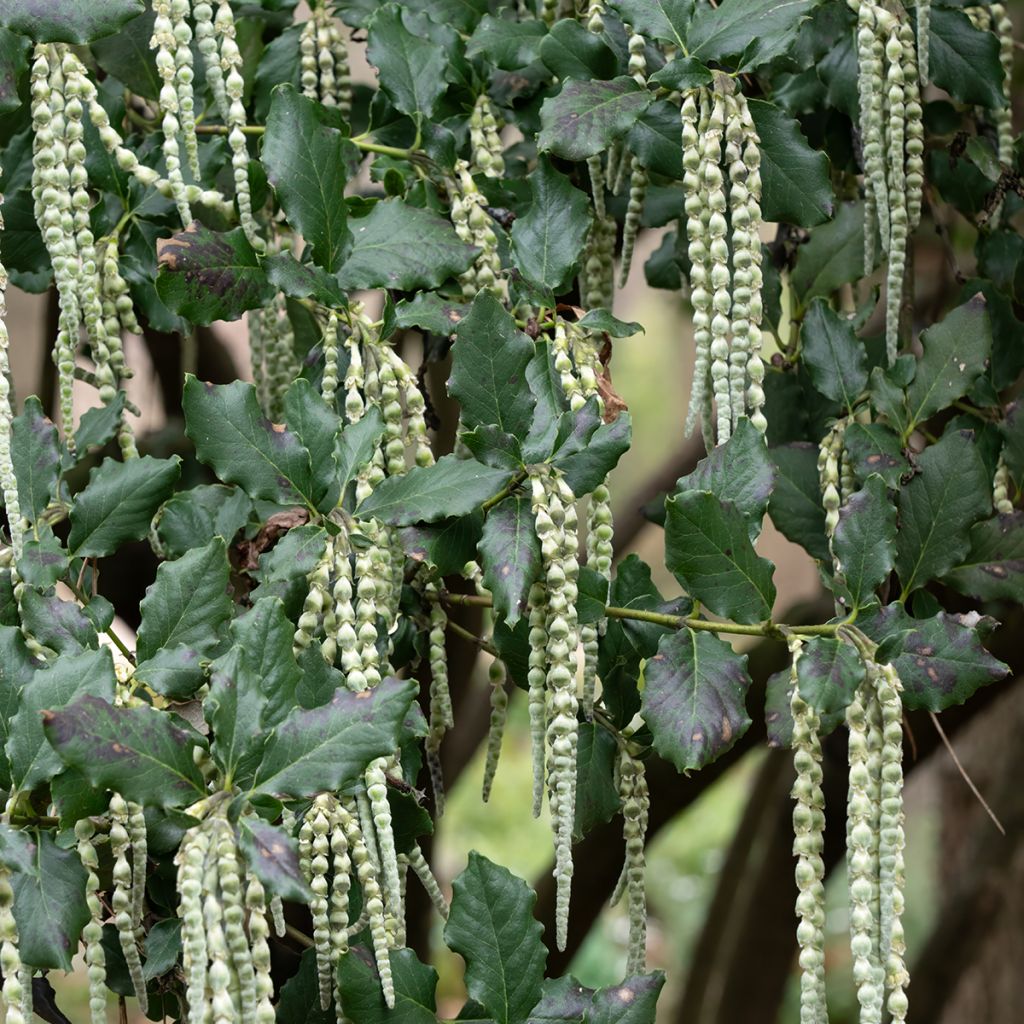 Garrya elliptica James Roof