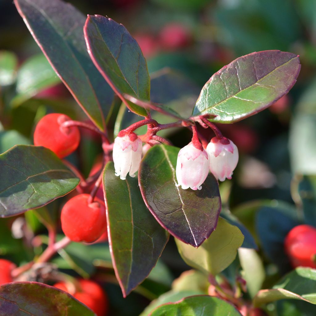 Gaultheria procumbens