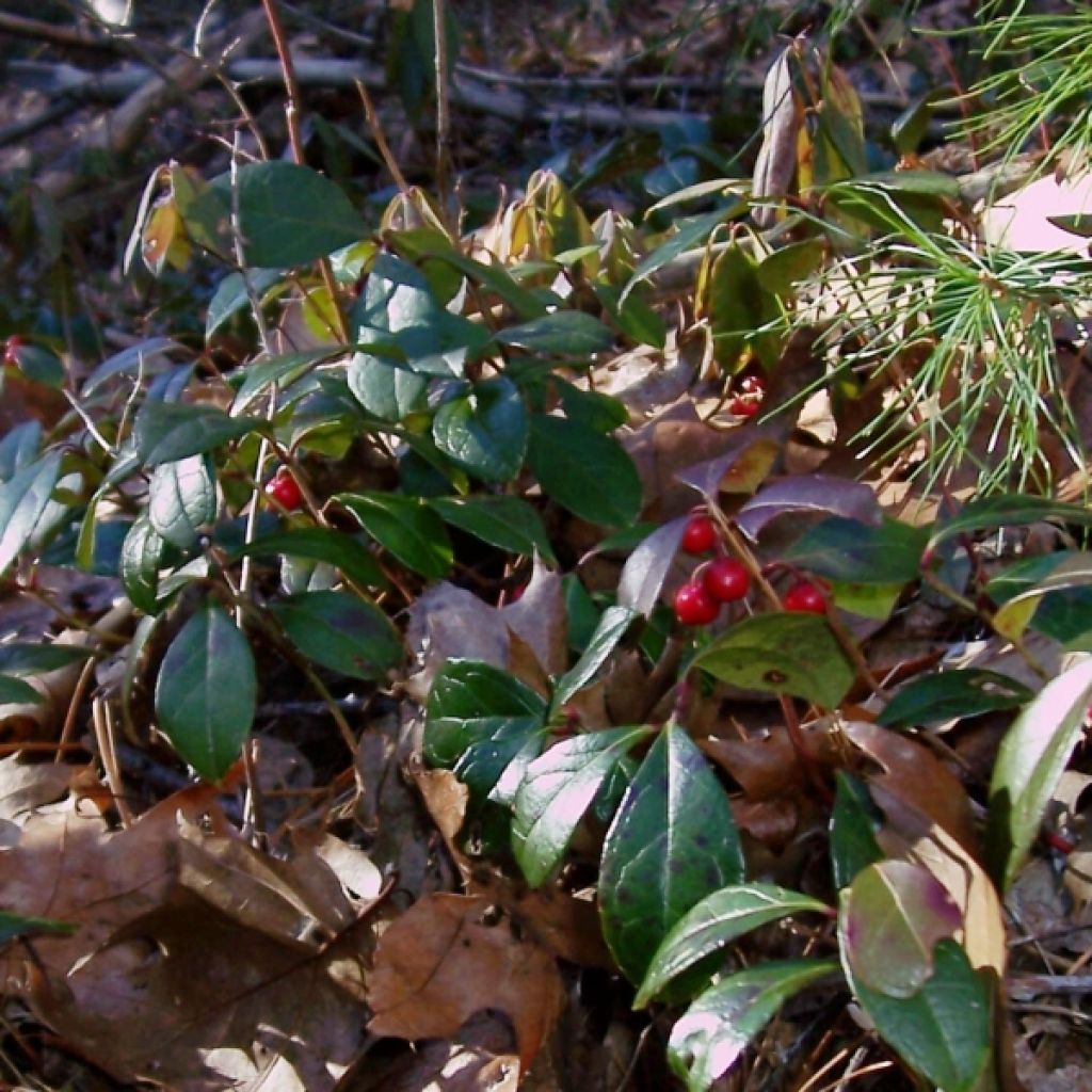 Gaultheria procumbens