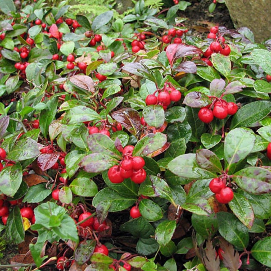 Gaultheria procumbens