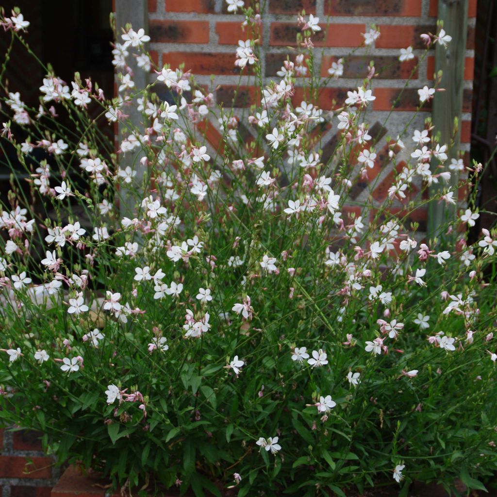 Gaura lindheimeri Branca