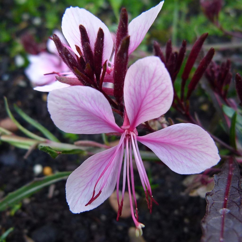 Gaura lindheimeri Branca