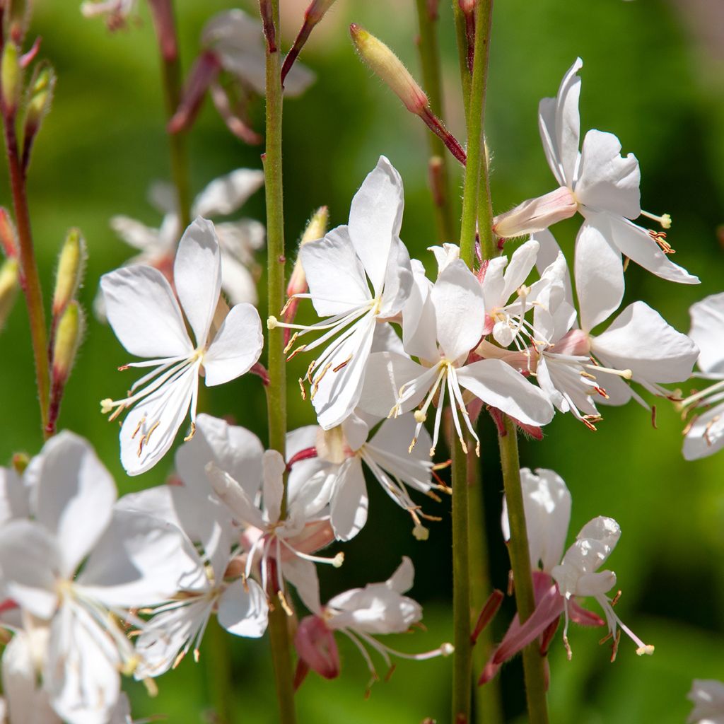 Gaura lindheimeri Branca
