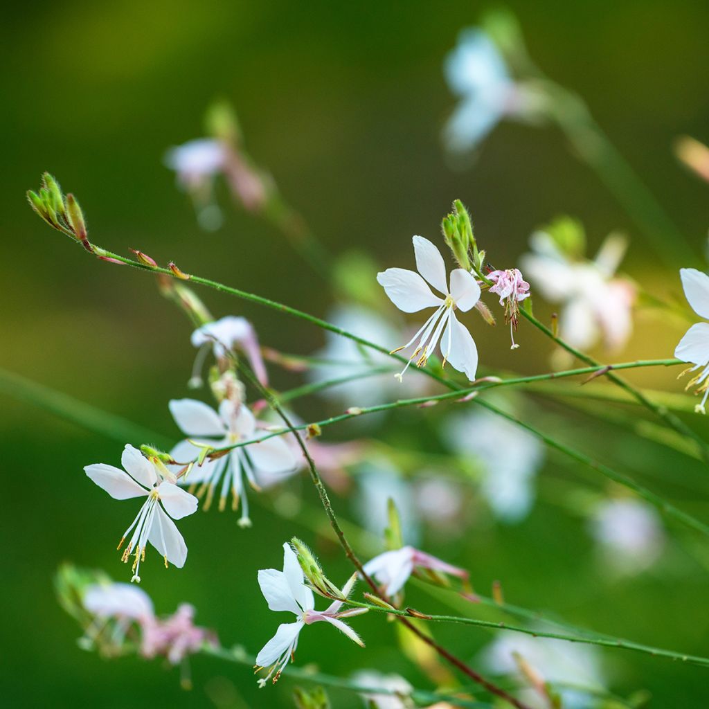 Gaura lindheimeri Branca