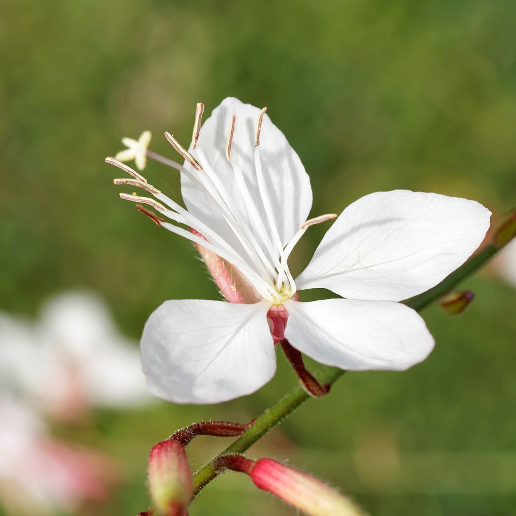 Gaura lindheimeri Branca